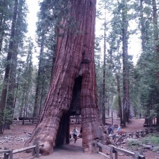Mariposa Grove