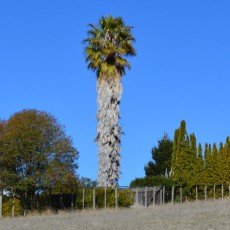 fremont mission peak palm tree