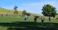 ed levin park_dog park